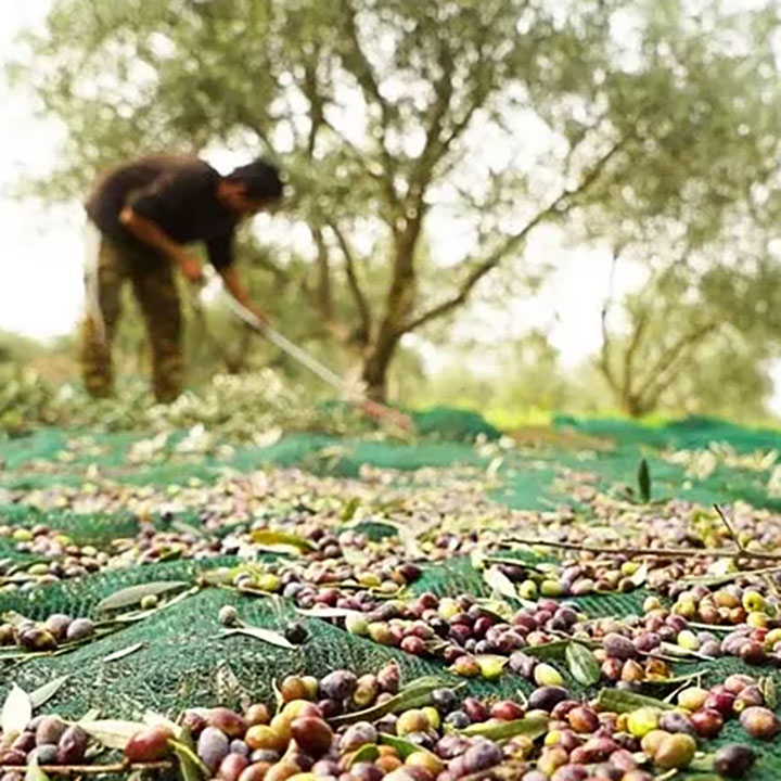 Mogalra Plaisteacha UV Lánfhásta Clúdaigh Olive Harvest